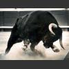 The Big Black Rodeo Bulls